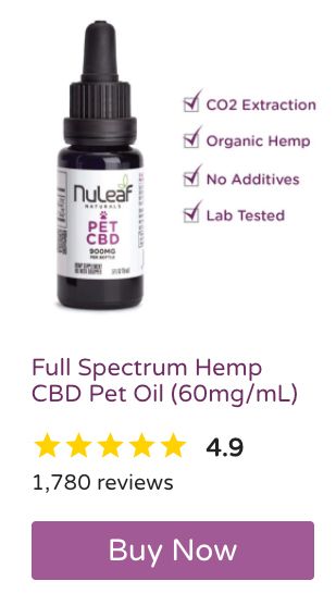 CBD Oil for Dogs